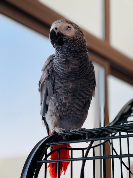Different Toys = Happy Parrot