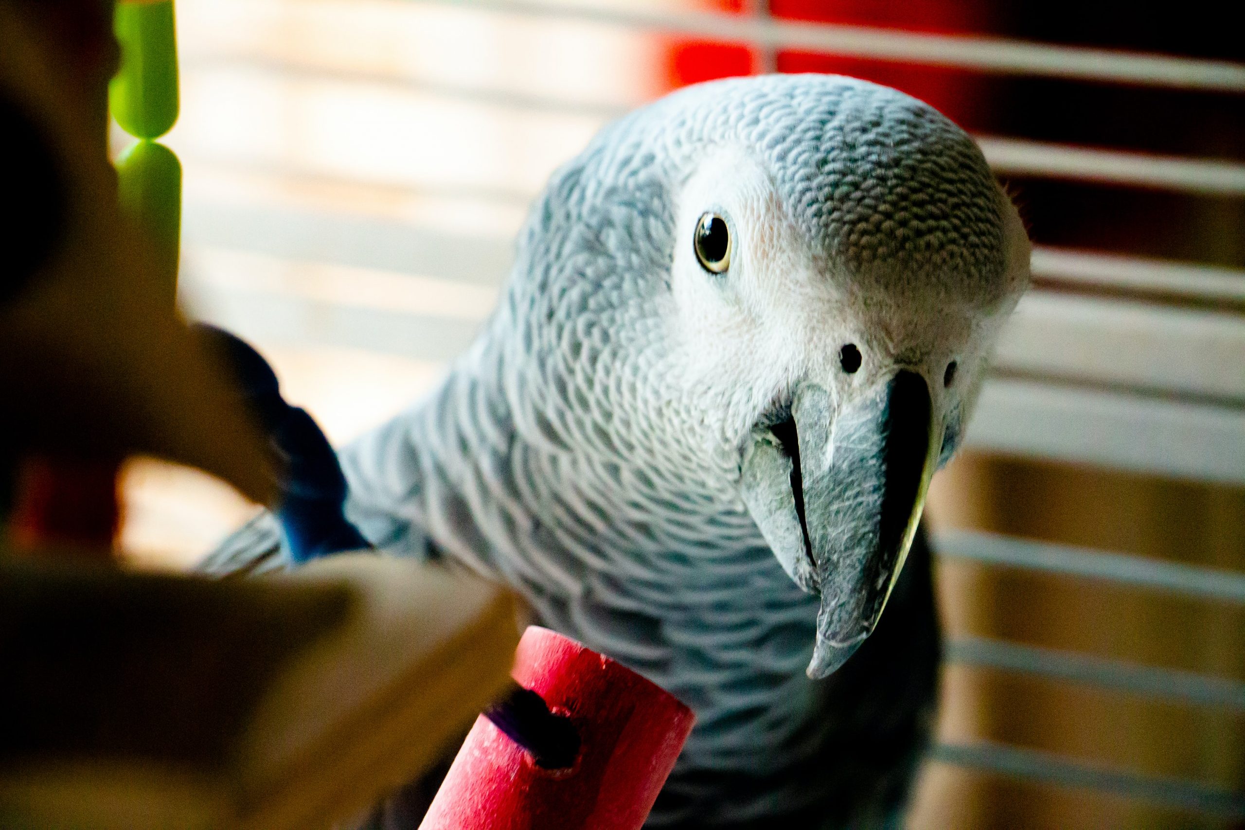 Benefits Of Toys For African Grey Parrots