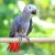 What Fruits Can African Grey Parrots Eat?