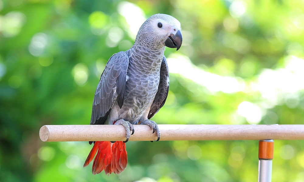 What Fruits Can African Grey Parrots Eat?