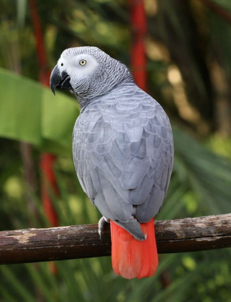 how to add fruits to african greys diet