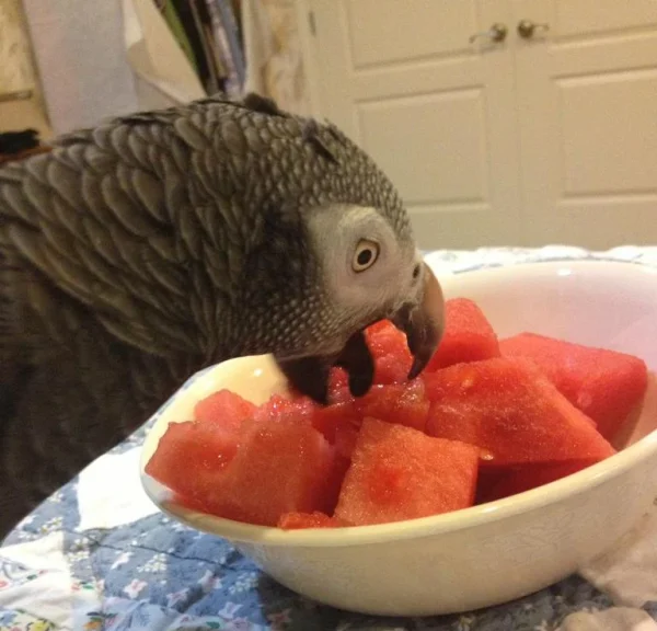 can african grey eat watermelon rind