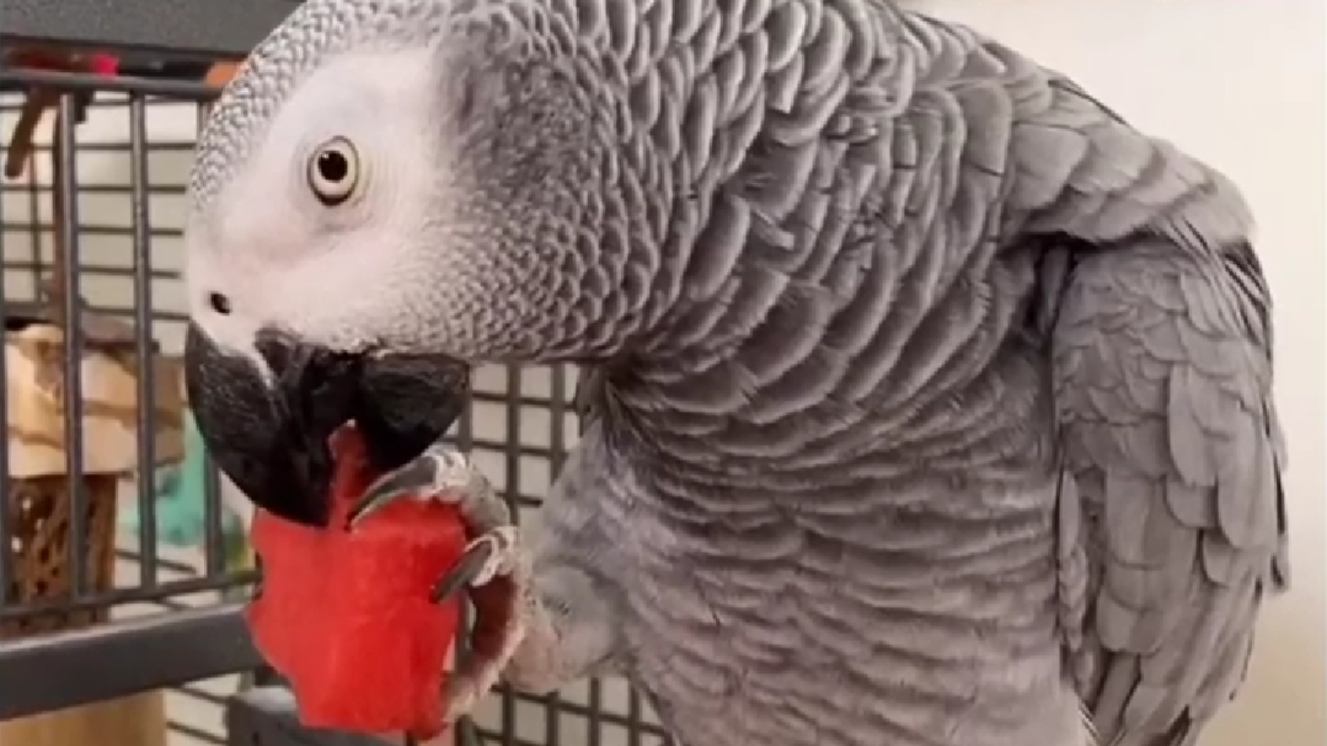 can african grey parrot eat watermelon