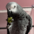 Can African Grey Parrots Eat Grapes?
