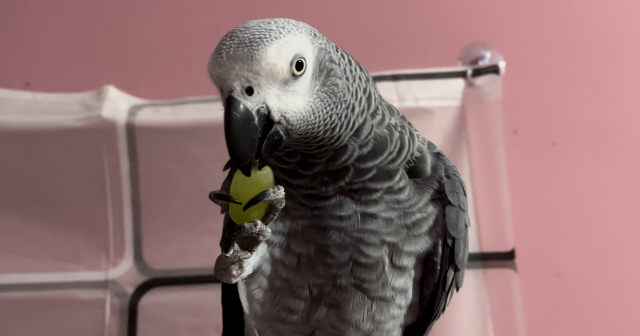 Can African Grey Parrots Eat Grapes