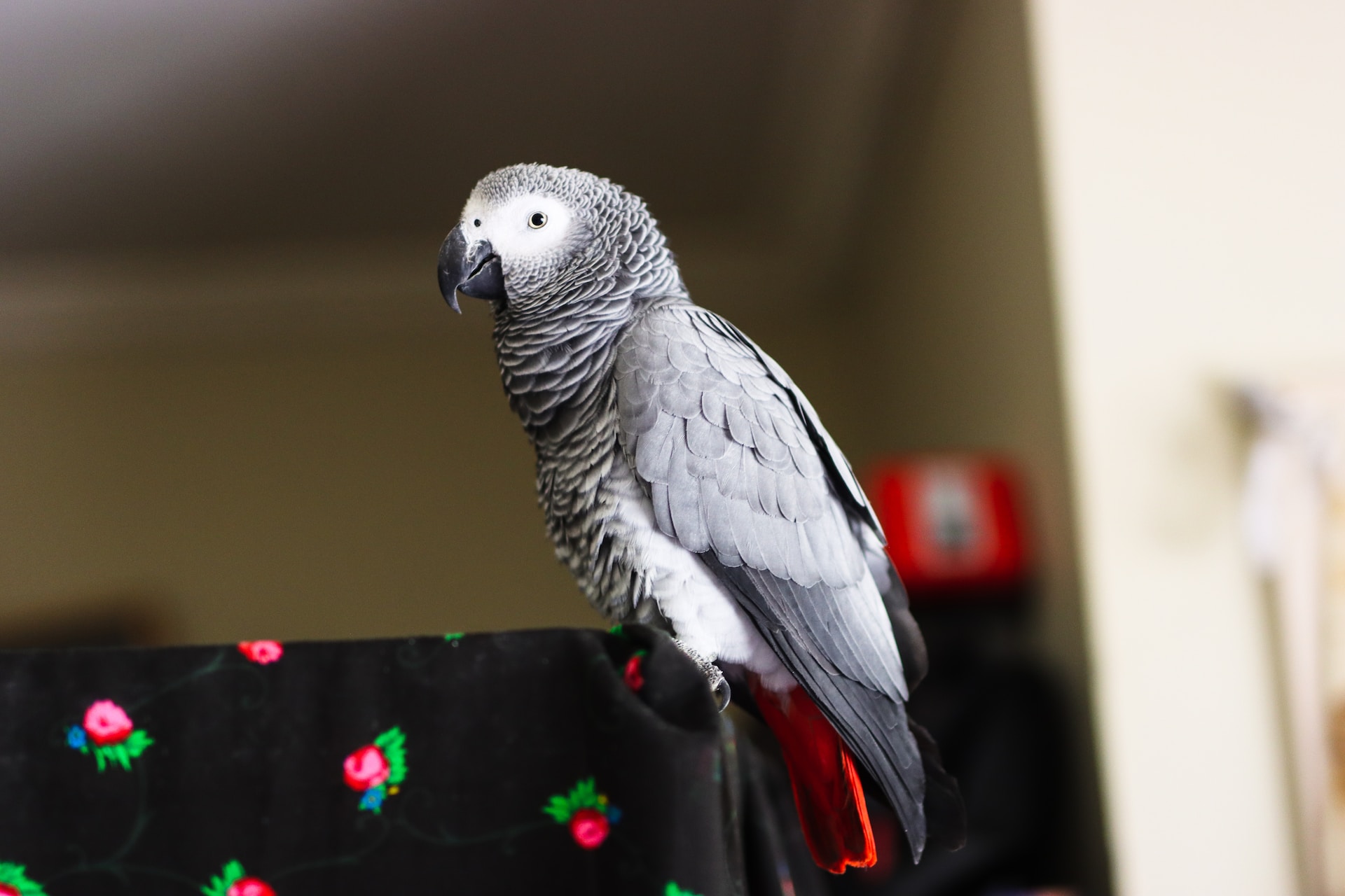 Can African Grey Parrots Eat Pears?