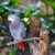 Can African Grey Parrots Eat Cherries?