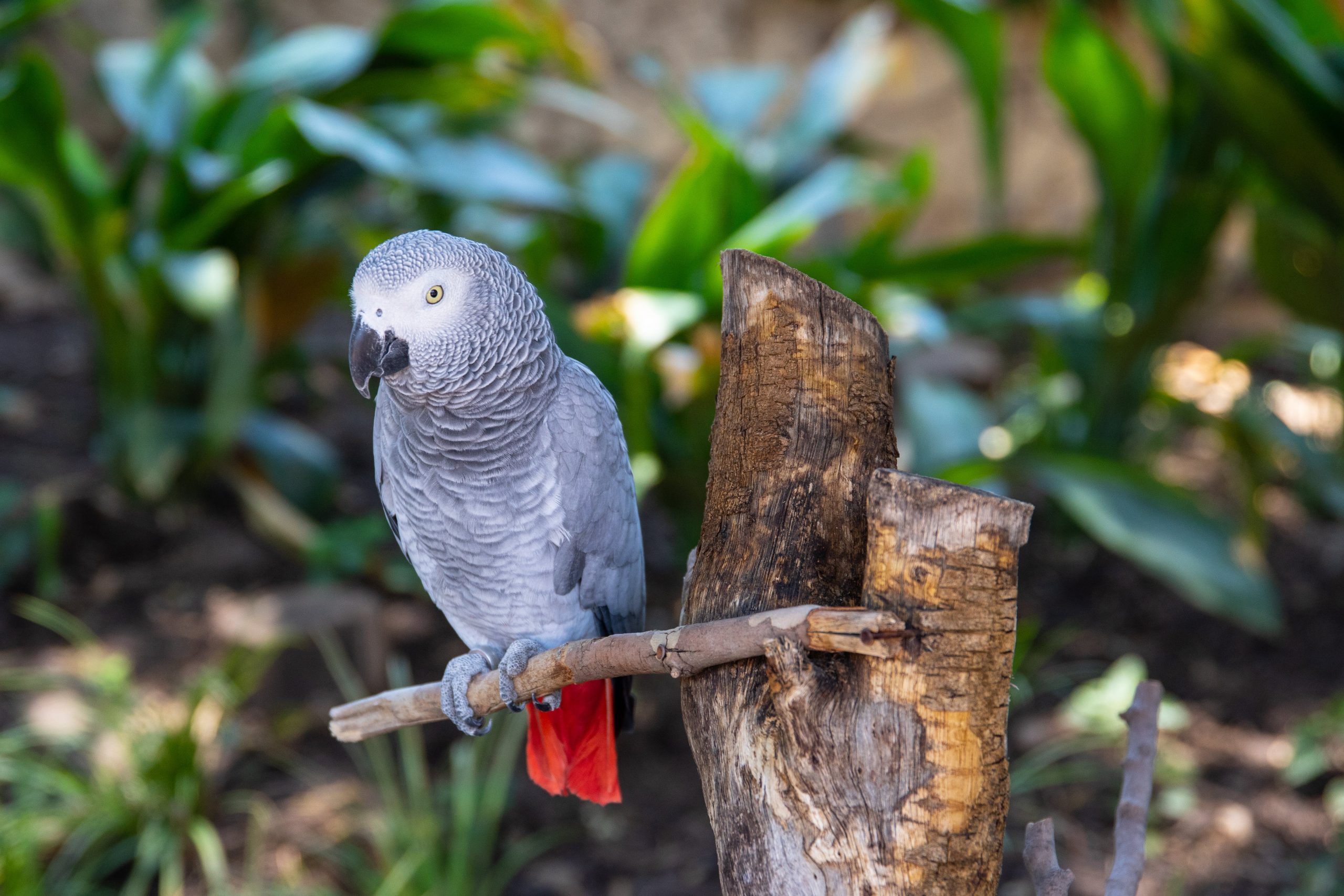 Can African Grey Parrots Eat Cherries